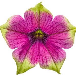 Petunias (Proven Winners)